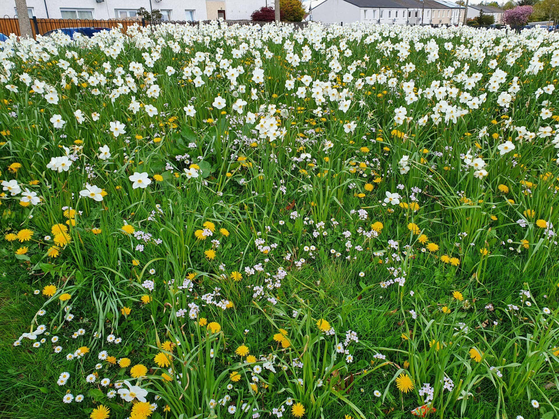 Close up of lots of white and yellow flowers in grass
